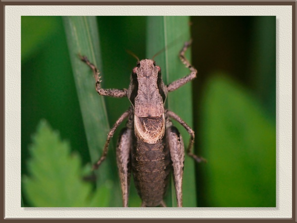 Entre la hierba verde se camufla este saltamontes de tonos terrosos. Su aspecto robusto y sus patas fuertes son la expresión de la vida en el suelo herboso.