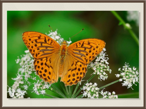 De vivos tonos anaranjados con manchas oscuras, se posa en una flor blanca de umbelífera. Una especie común en bosques y claros soleados, siempre luminosa y activa.
