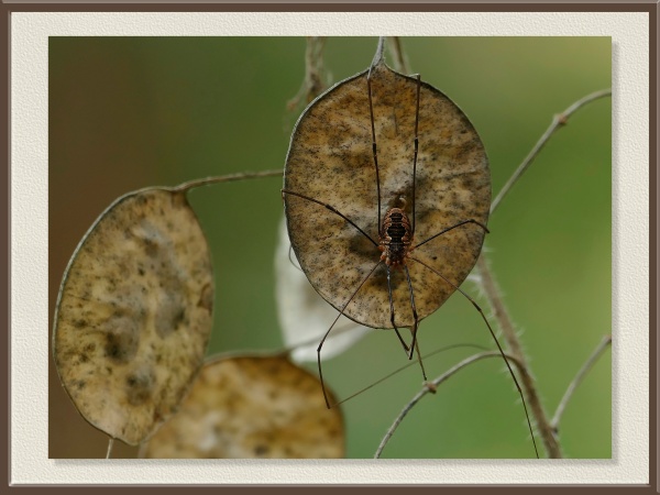 Sus largas patas contrastan con los discos secos de la planta conocida como “moneda del Papa”. La escena combina la ligereza del arácnido con la geometría vegetal.