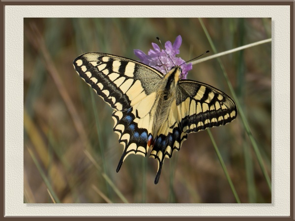 Una de las más espectaculares de Europa, con alas de tonos amarillos, azules y negros. Posada en una flor de pradera, despliega su elegancia inconfundible.