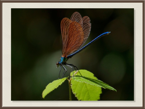 Con alas de un tono cobrizo y cuerpo azulado, descansa sobre una hoja iluminada. Su presencia revela la cercanía de un río o arroyo, donde vive y se reproduce.