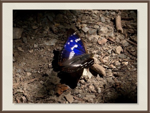 Con sus reflejos azulados, esta mariposa se posa sobre el suelo del bosque. La luz cambia el color de sus alas según el ángulo, como si guardara un secreto en movimiento.