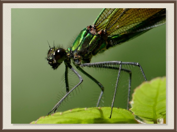 Detalle cercano de un caballito del diablo. Sus alas transparentes y su cuerpo verdoso muestran la delicadeza de un insecto ligado siempre a los cursos de agua.