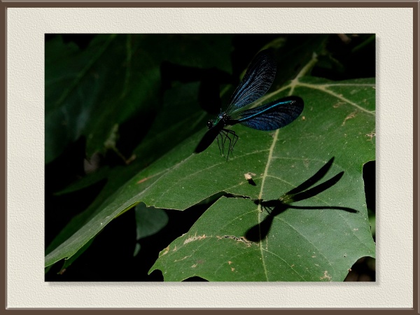 Sobre una hoja verde descansa este caballito del diablo de alas oscuras y cuerpo azul metálico. Su sombra en la hoja duplica la elegancia del insecto.