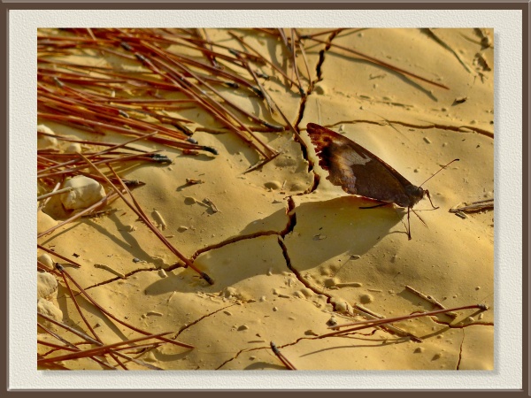Posada en la arena, esta mariposa se confunde con el entorno gracias a sus tonos terrosos. El desgaste de sus alas habla del paso del tiempo y de la fragilidad de la vida silvestre.