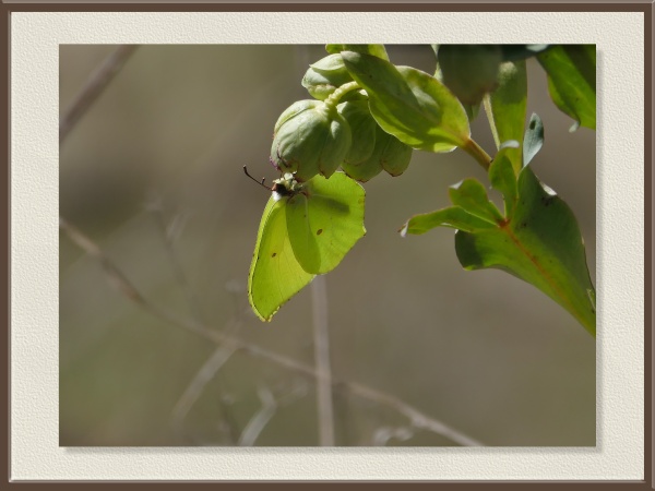 Posada bajo el cáliz de una flor, la mariposa limonera (Gonepteryx rhamni) se confunde con las hojas gracias a sus alas en forma de hoja verde. Este mimetismo le permite pasar inadvertida incluso a plena luz del día.