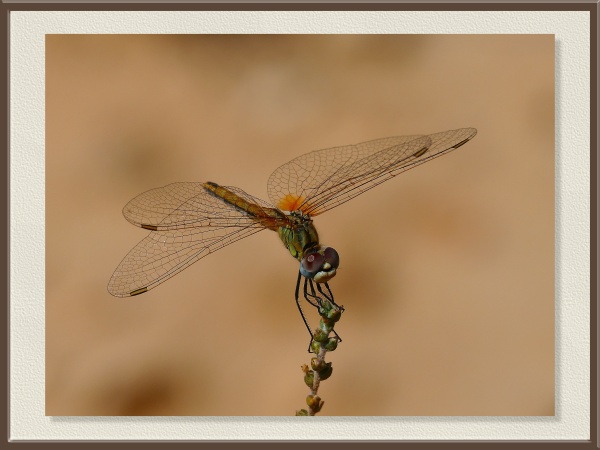 De cuerpo esbelto y alas transparentes, la libélula descansa sobre la punta de una planta seca. Posiblemente una libélula común (Sympetrum sp.), cazadora de pequeños insectos y emblema de los atardeceres veraniegos.