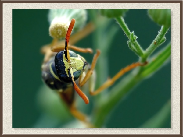 Una avispa de vivos tonos anaranjados se introduce en la flor para alimentarse del néctar. Es posiblemente una avispa papelera (Polistes dominula), especie muy común en jardines y cultivos mediterráneos.
