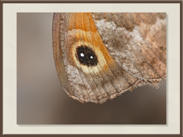 Un primer plano revela el ocelo de una mariposa, un dibujo que simula un ojo para ahuyentar a los depredadores. Posiblemente se trate de una Maniola jurtina o mariposa de los muros, frecuente en prados y bordes de caminos.