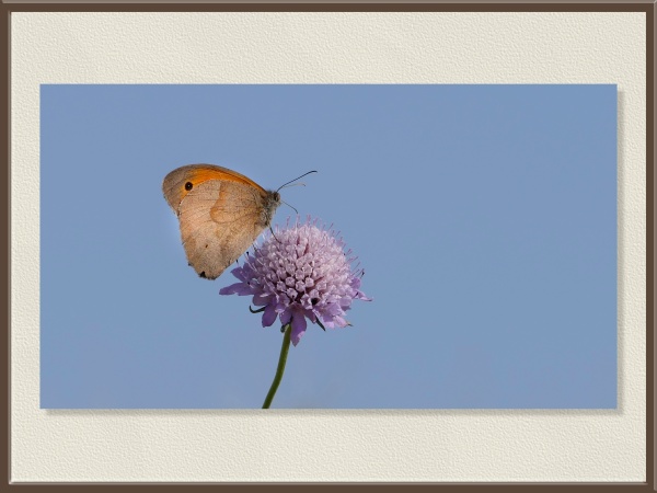 Suspendida sobre una flor solitaria, la mariposa destaca contra el azul limpio del cielo. Es un Maniola jurtina o mariposa de los muros, muy frecuente en veranos mediterráneos.