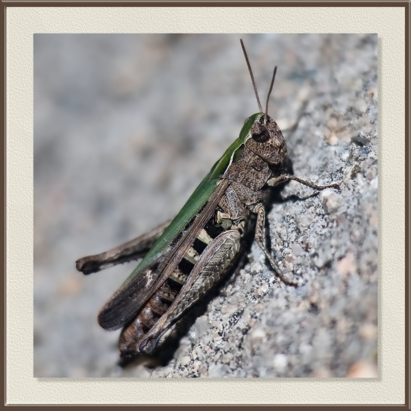 De tonos terrosos y verdes, este saltamontes se posa sobre el suelo pedregoso, mostrando la fuerza de sus patas traseras. Es un ortóptero común de campo abierto (familia Acrididae), especialista en dar saltos sorprendentes ante cualquier amenaza.