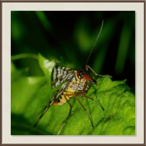 Posada sobre una hoja, esta mosca escorpión (Panorpa sp.) muestra su inconfundible “pico” alargado y las alas jaspeadas. A pesar de su nombre, no pica: se alimenta de insectos muertos y de néctar, y su extraño aspecto la convierte en una de las joyas más singulares de la entomología europea.