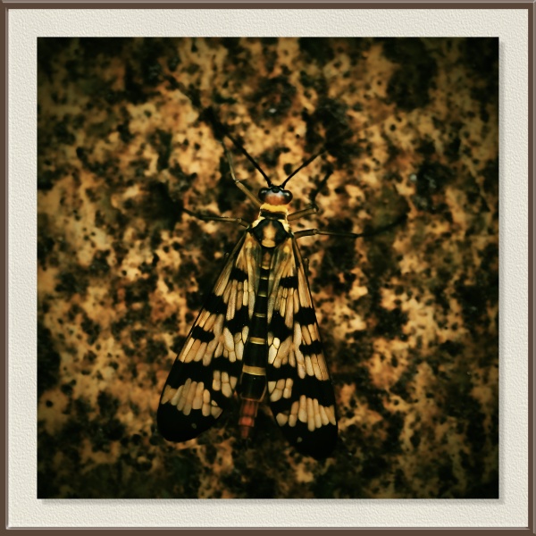 Sobre la puerta metálica oxidada, este insecto pasa inadvertido gracias a los dibujos de sus alas. Se trata de una mosca escorpión (Panorpa -Panorpa communis-)), especialista en mimetizarse con los tonos del entorno y célebre por el aspecto de “aguijón” que presentan los machos.