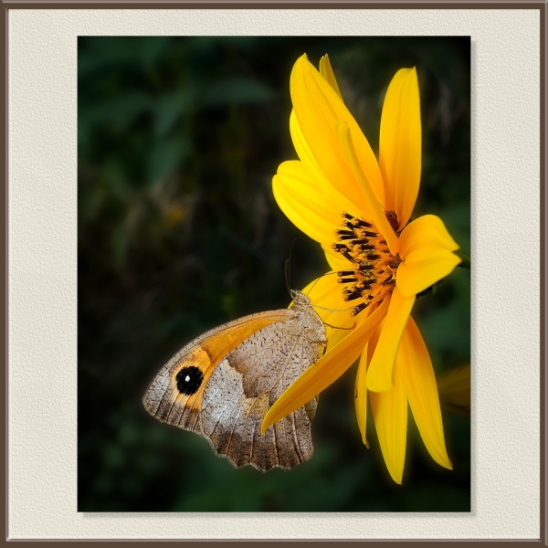 La mariposa se posa con delicadeza sobre los pétalos amarillos, creando un contraste vibrante de colores. Probablemente se trate de un Lasiommata megera o de un Pyronia tithonus, especies comunes en campos y prados ibéricos durante el verano.