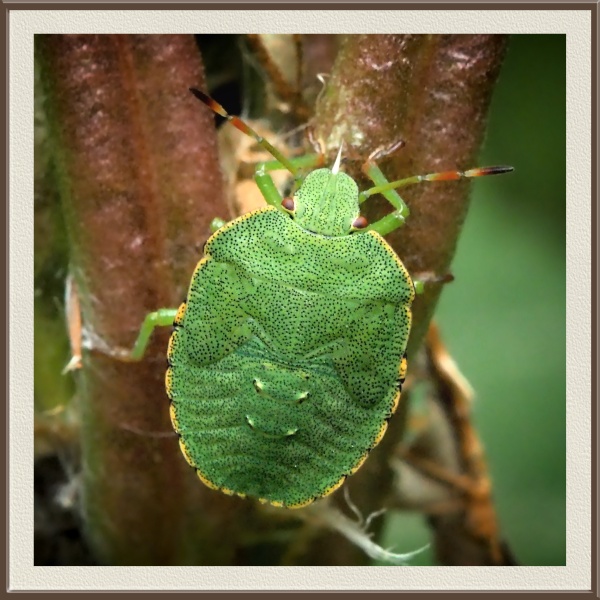 Sobre el tallo, este insecto luce un brillante dorso esmeralda en forma de escudo. Se trata de una chinche verde (Palomena prasina), muy habitual en zonas de matorral y huertos.