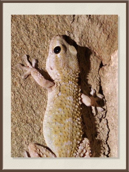 Una salamanquesa común (Tarentola mauritanica) se aferra a la roca con sus patas en abanico, mientras la luz del flash lateral revela la textura perlada de su piel. Aunque parece bañada por el sol, la escena fue captada en plena oscuridad, cuando este reptil se activa para cazar insectos.