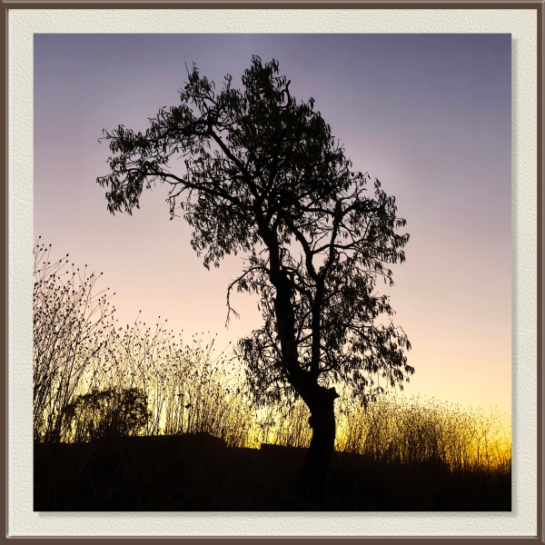 Fotografía tomada con el Samsung S25 Pro en modo automático. La escena muestra una puesta de sol en contraluz, donde el sol no aparece directamente, pero se intuye en los tonos cálidos que colorean el cielo tras la silueta del árbol. Este tipo de imágenes, tan rotundas en su sencillez, funcionan muy bien en el móvil; sin embargo, los archivos que generan apenas admiten ajustes posteriores, ya que llegan muy procesados desde la propia cámara. Esta foto está prácticamente tal cual salió del teléfono, con los matices y contrastes que regala el momento.